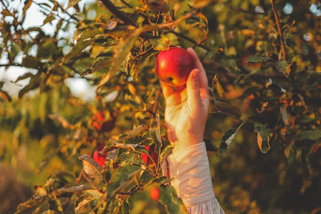 woman picking a red apple from a tree