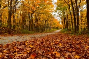 Une route à l'automne, Sainte-Apolline, Québec, Canada