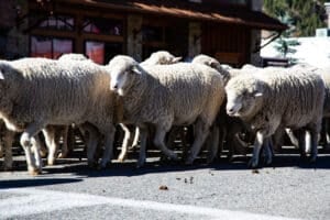 Trailing of the Sheep Festival