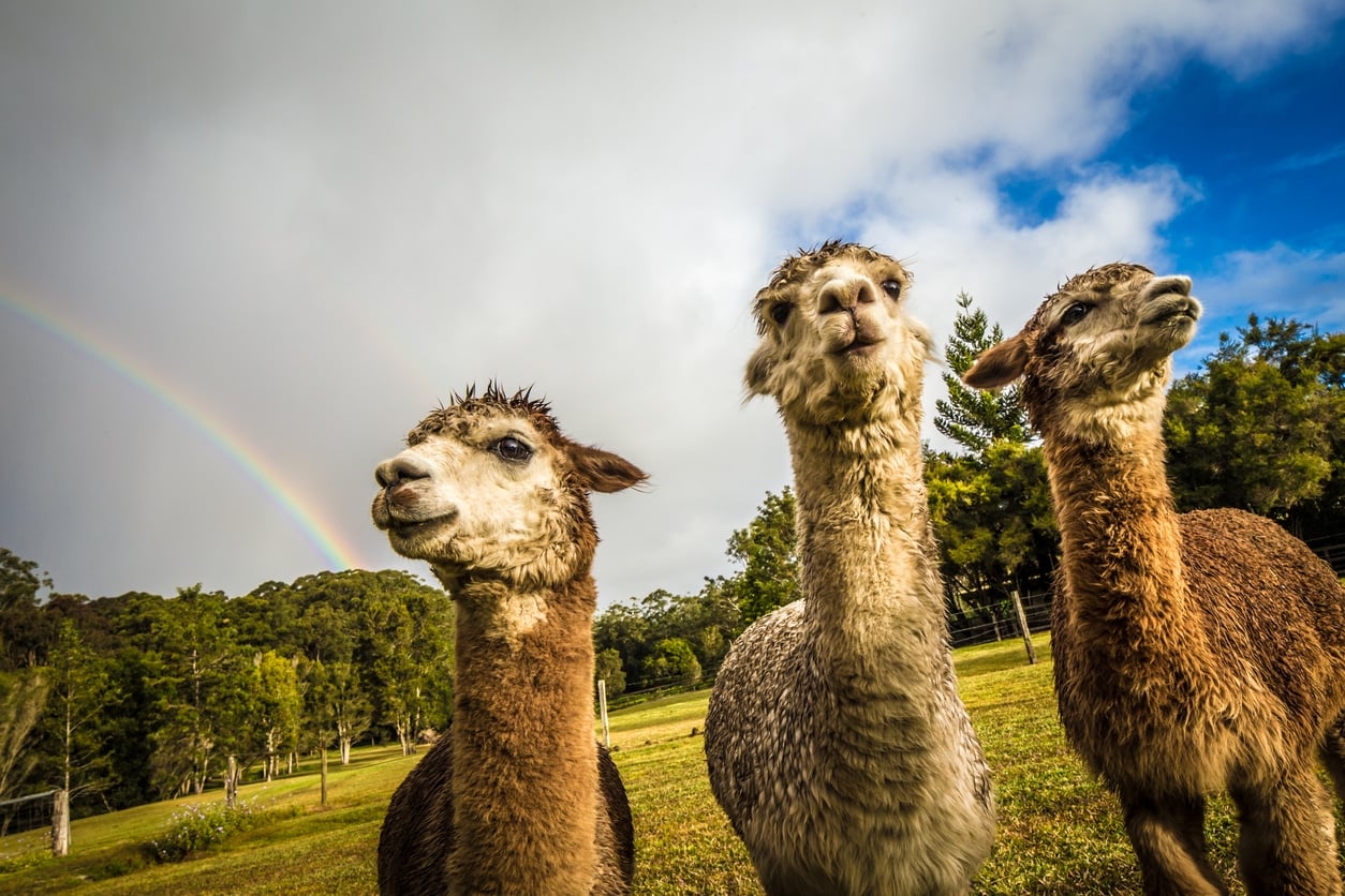 Three alpacas with wet eyes